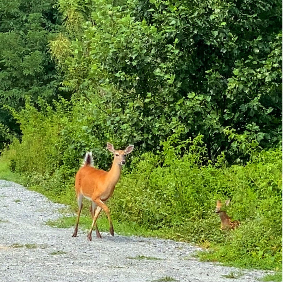 Deer at Lake Lure, NC