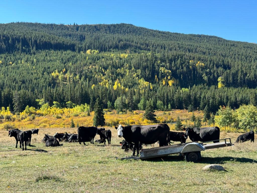 Cows in Glacier National Park