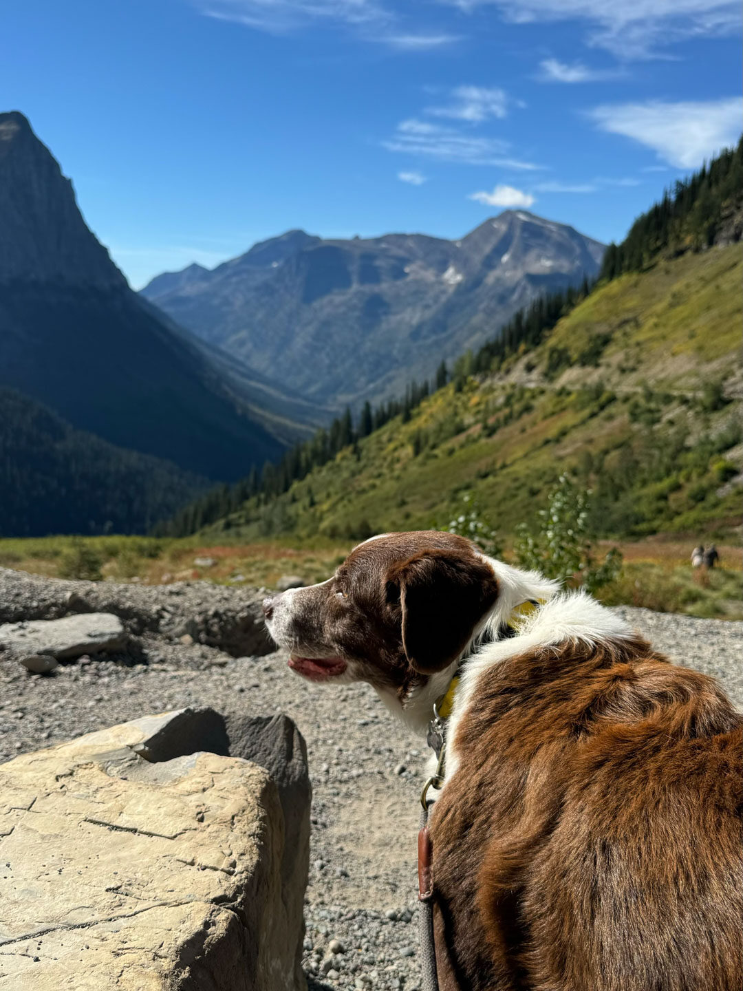 Sampson at Big Bend in Glacier National Park