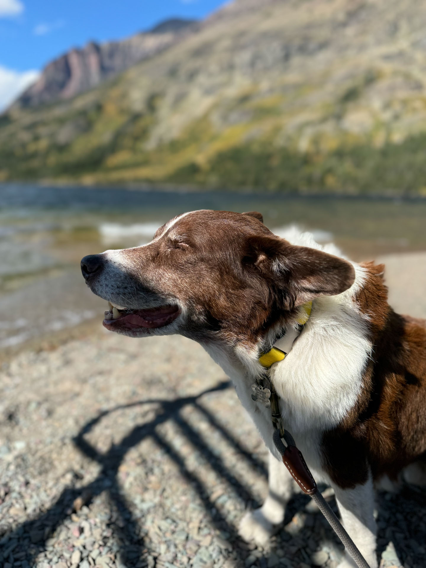 Sampson at Two Medicine Lake in Glacier National Park