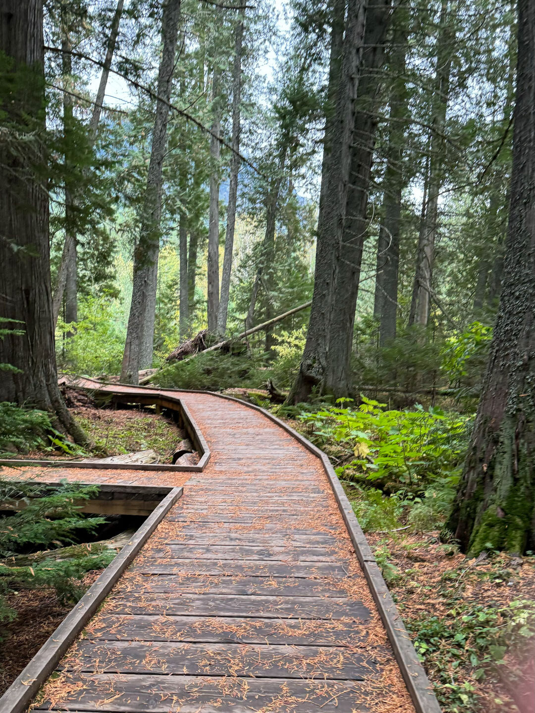 Trail of the Cedars in Glacier National Park