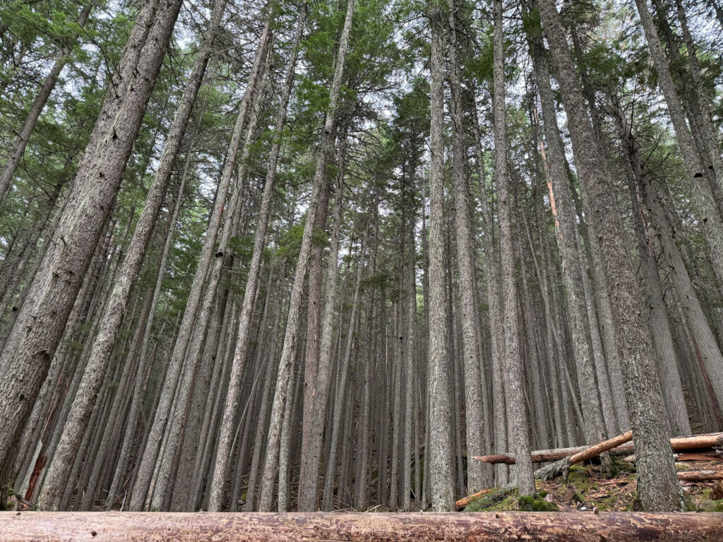 Avalanche Lake Trail