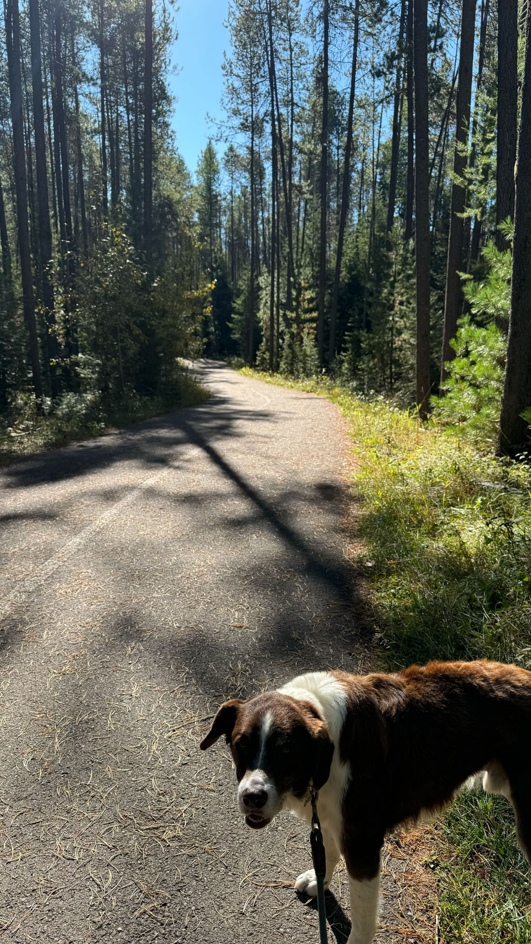 Apgar Village Dog Friendly Walking Trail