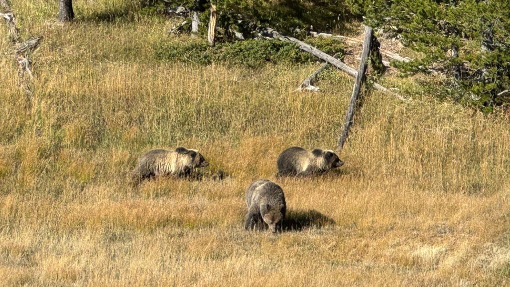 Grizzly Bears at Yellowstone