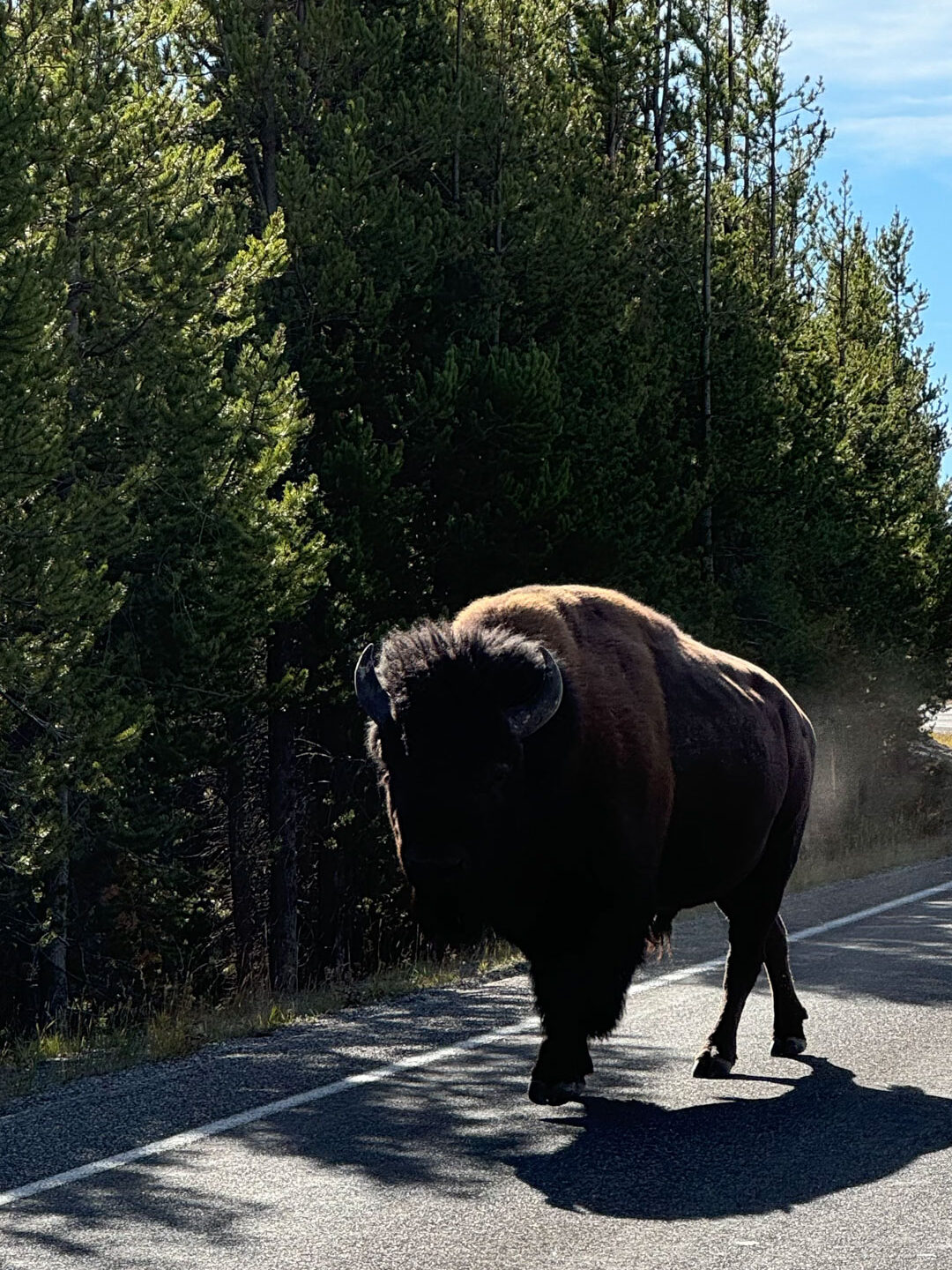 Bison at Yellowstone