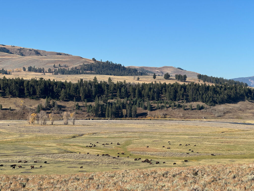 Lamar Valley in Yellowstone