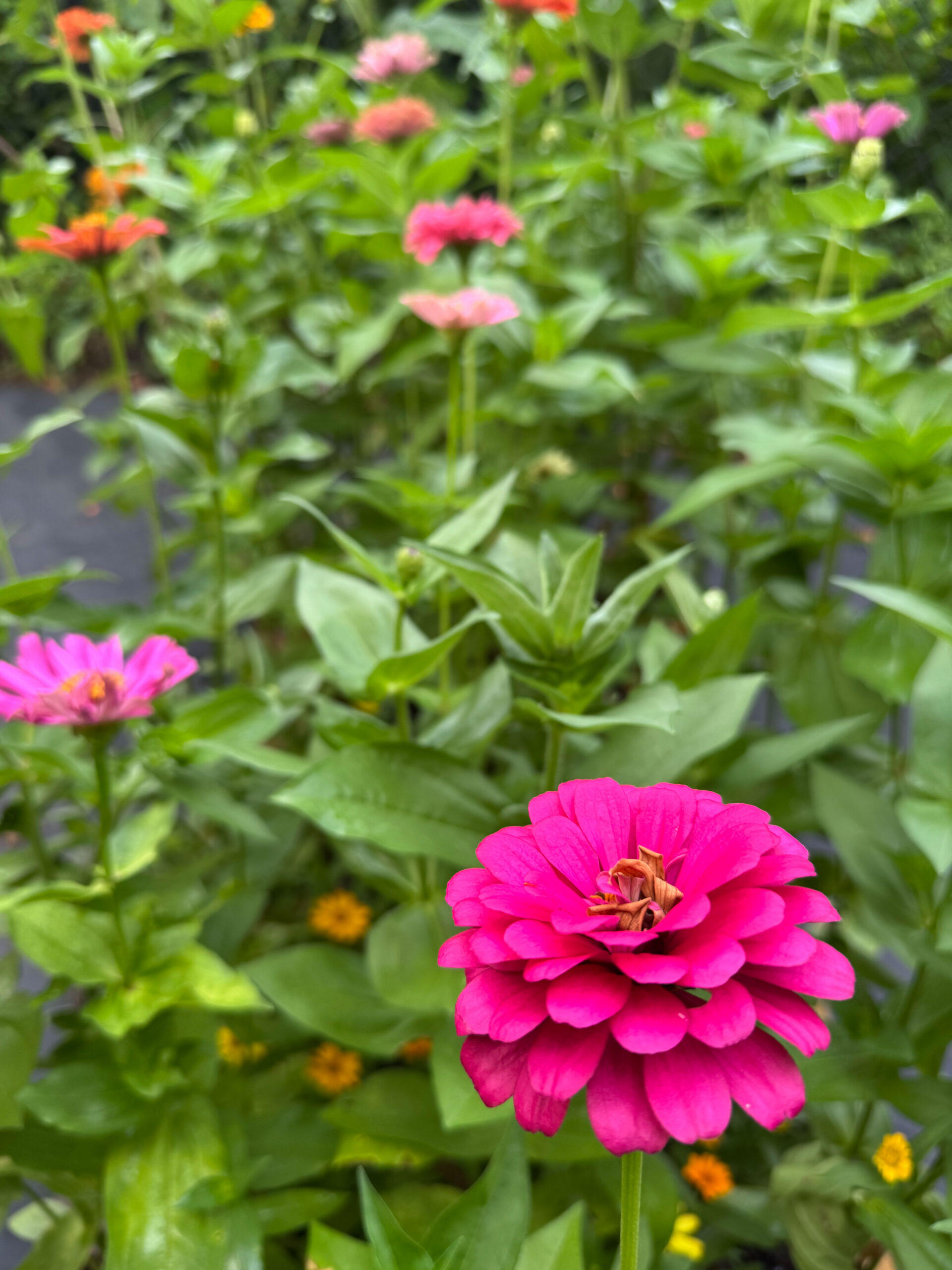 Zinnias