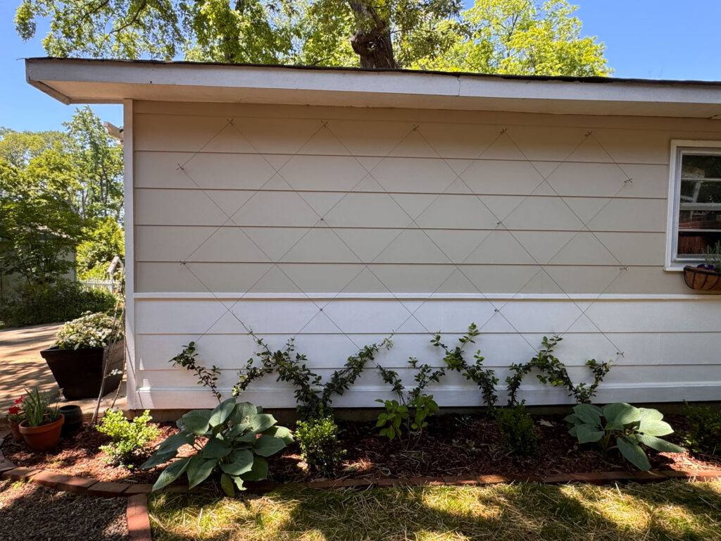 Diamond Trellis Kit with Confederate Jasmine
