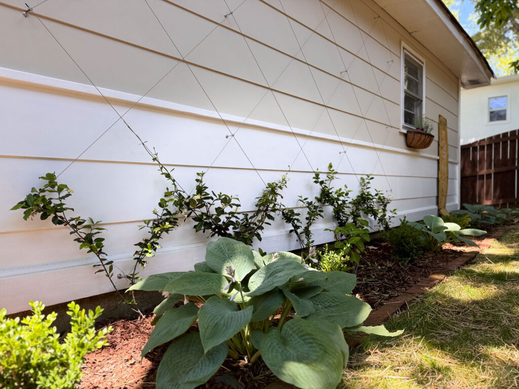 Diamond Trellis